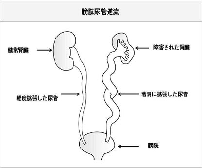 Kidney in Japanese