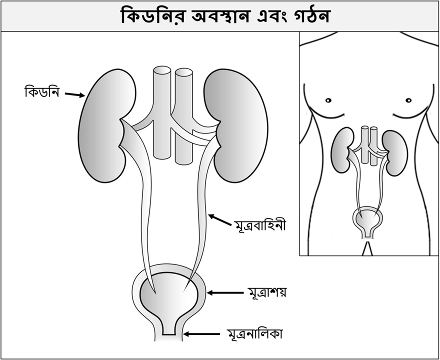 কিডনির অবস্থান এবং গঠন