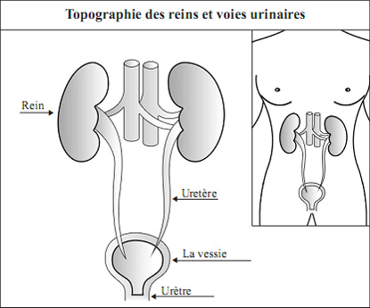 Kidney and its Function in spanish Language