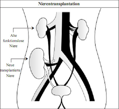 kidney in German language
