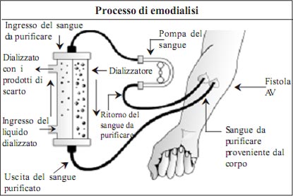 Kidney and its Function in Italian Language