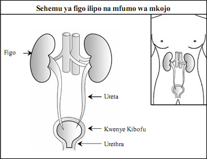 Kidney and its Function in swahili Language
